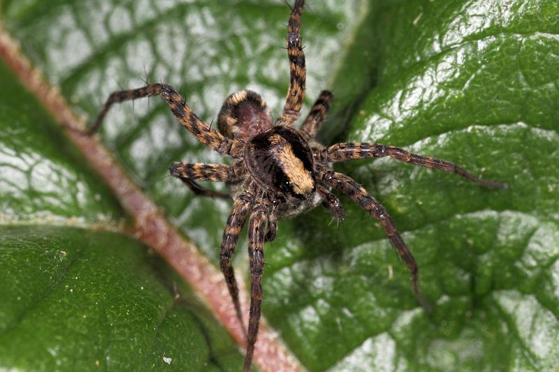 Pardosa_lugubris_D8200_Z_88_Bij afgraving_Nederland.jpg